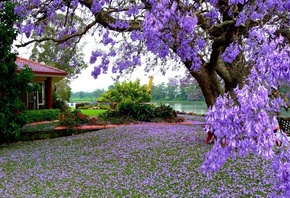 flower, house, tree, purple