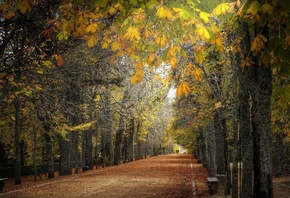path, leaves, tree, road