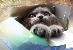 kitty, cat, box, cute