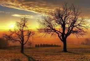 sunrise, tree, sun, fields
