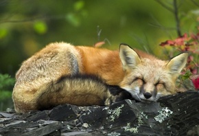fox, sleeping, wild, forest