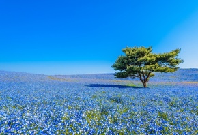 Hitachi Seaside Park, Hitachinaka, Japan,     ...