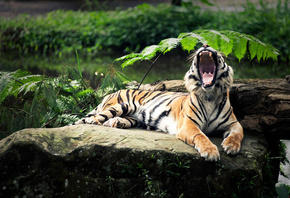 angry, tiger, wild, bigcat