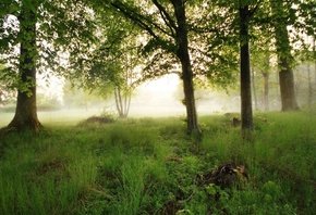 forest, mist, morning, tree