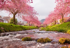 river, blossom, city, water