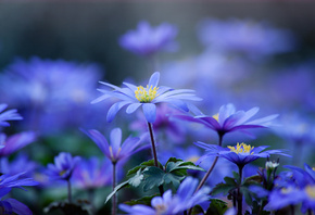 Flowers, leaves, Petals