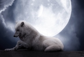 wolf, moon, white, wild