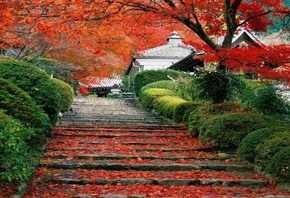 maple, red, tree, stairs