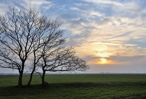 field, tree, grass.sky