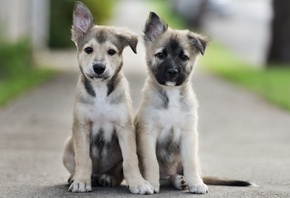 cute, puppies, dog, street