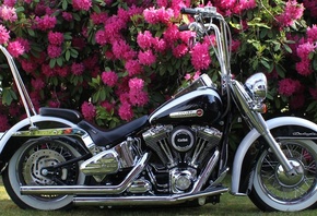 Harley Davidson, , 