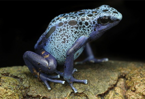 Blue Poison Arrow Frog, frog, blue poison dart frogs