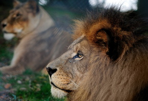 lion, nature, summer