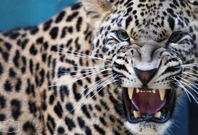 leopard, grin, jaws, canines, predator
