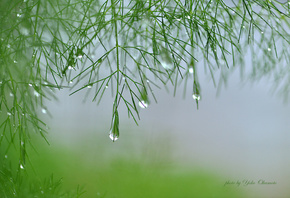 yoko okamoto, plant, branch, green, asparagus, drops of water
