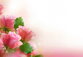 Rose, pink, Flowers, bouquet, leaves, Petals