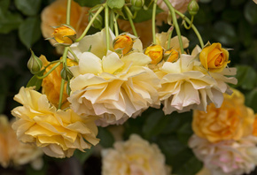 yellow roses, Roses, BUDS