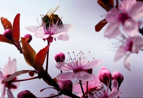 cherry, BRANCH, Flowers, bumblebee, Macro