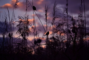 nature, Birds, Sparrows, sunset, serena pirredda photography