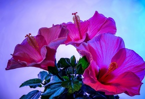 Sunset, Hibiscus, Flowers