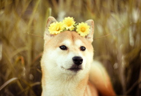 dog, friend, Flowers