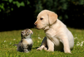 cat, dog, kitten, puppy, grass, background