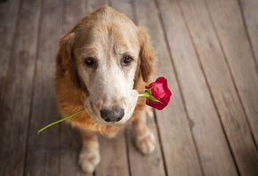 dog, rose, friend