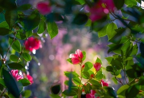 camellia, flowers, BRANCH, foliage, , , , 
