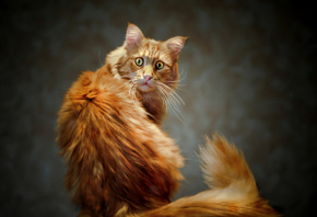 Kote, cat, tail, red, view, eyes