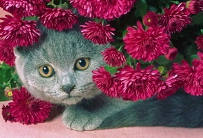 cat, gray, Flowers, serenevye, a fat cat, beautiful