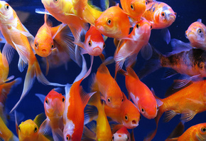 aquarium fish, aquarium, goldfish