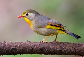 Red-billed, Leiothrix, 