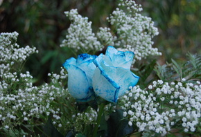 Blue Roses, Flowers