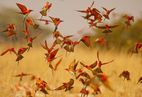 Carmine Bee-eater, bee-eater, birds, lot, pack