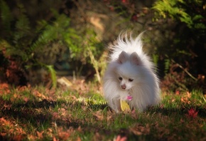 Pomeranian, , , 