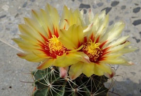 Cactus Flowers, , Nature, 