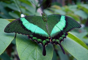Green, Butterfly, Macro, , 