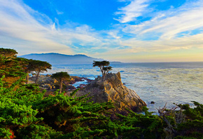 Lone Cypress, -, , , , 