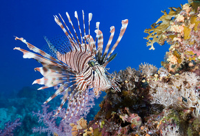 Lionfish, coral, fish, sea, underwater, , , , ,  ...