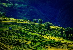 The field Y Ty, Lao Cai, Viet Nam, by Nguyen Trung Duc