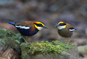 , , Banded pitta, Hydrornis