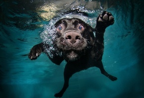 nature, Animals, Dog, Water, Underwater, Bubbles, Muzzles