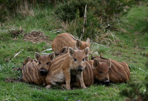 boars, pigs, wildlife