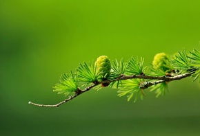 pine, branch, green, macro