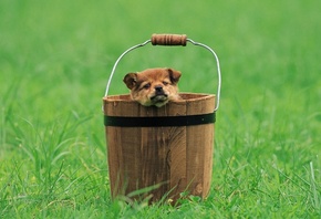 puppy, basket, green, dog