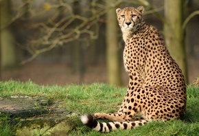 cheetah, forest, wild, bigcat