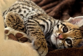 feline, leopard, wild, cub