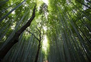 bambusoidae, tree, forest, branch