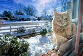 cat, waiting, snow, house