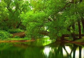 bridge, river, tree, natural